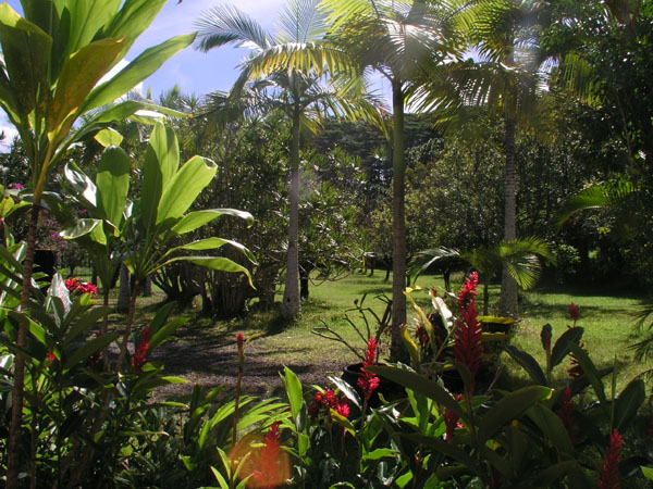 The garden 5.